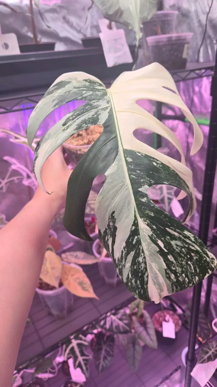 Monstera Albo Prop thumbnail