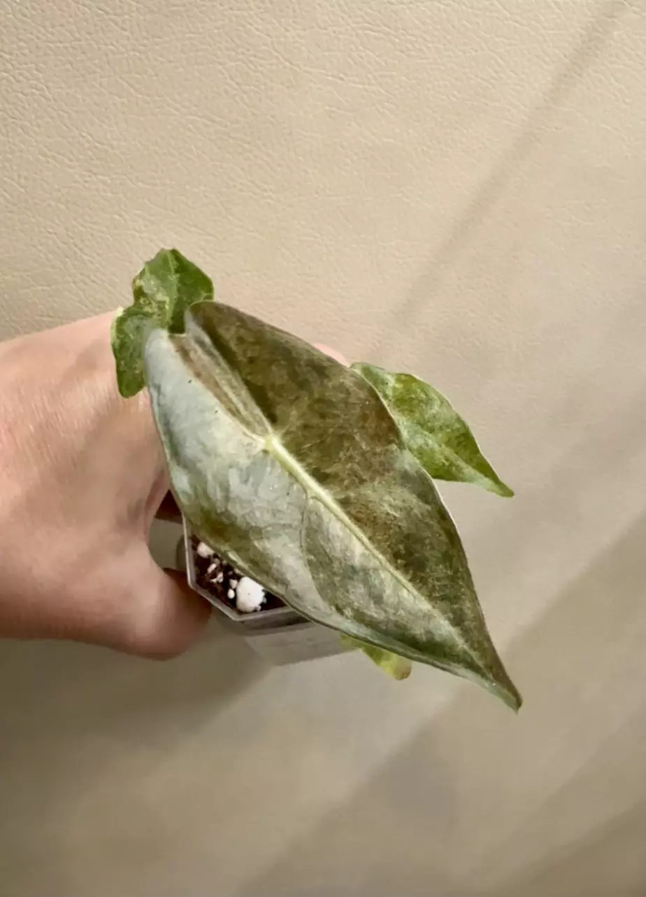 Black Satun Stardust Alocasia thumbnail