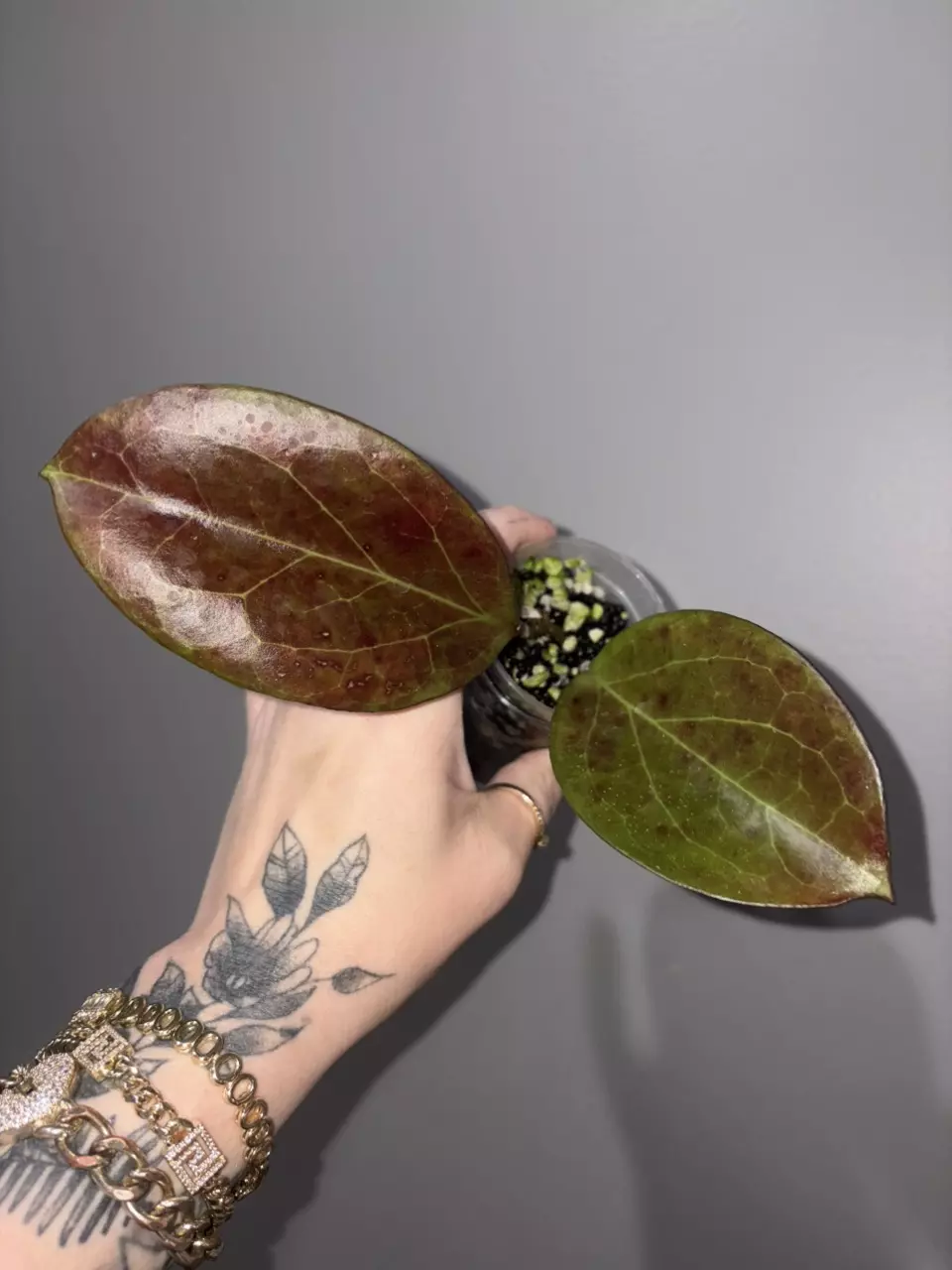 Surgeoensis x UNK thumbnail