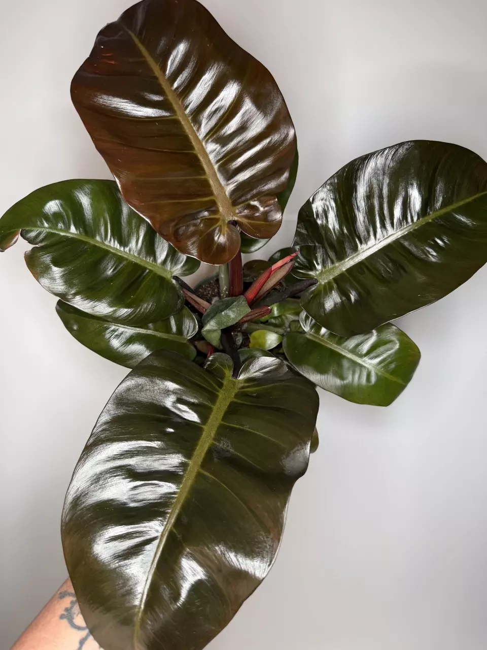 Philodendron Black Cardinal - 6” Pot thumbnail