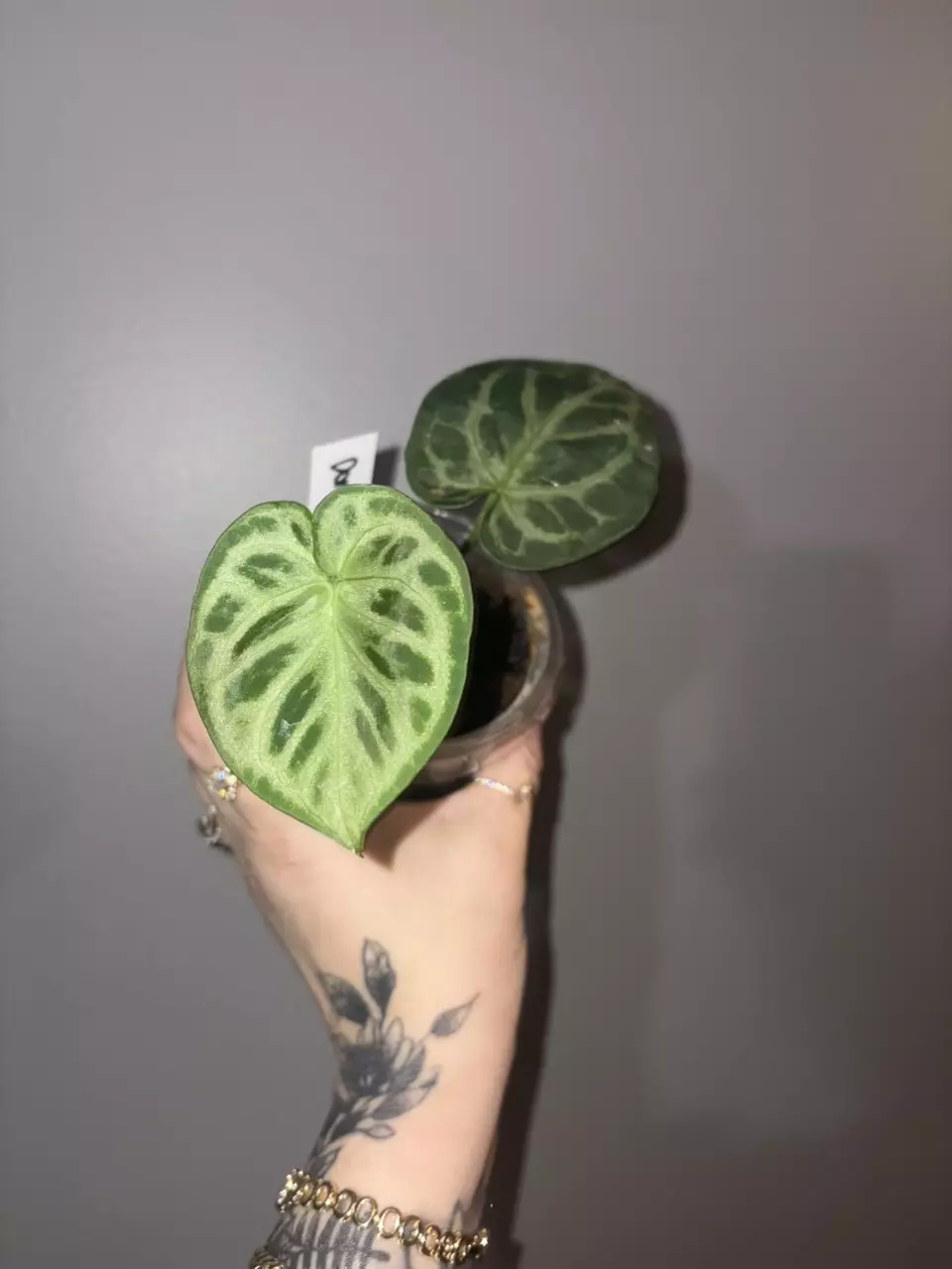 Anthurium Dothraki silver thumbnail