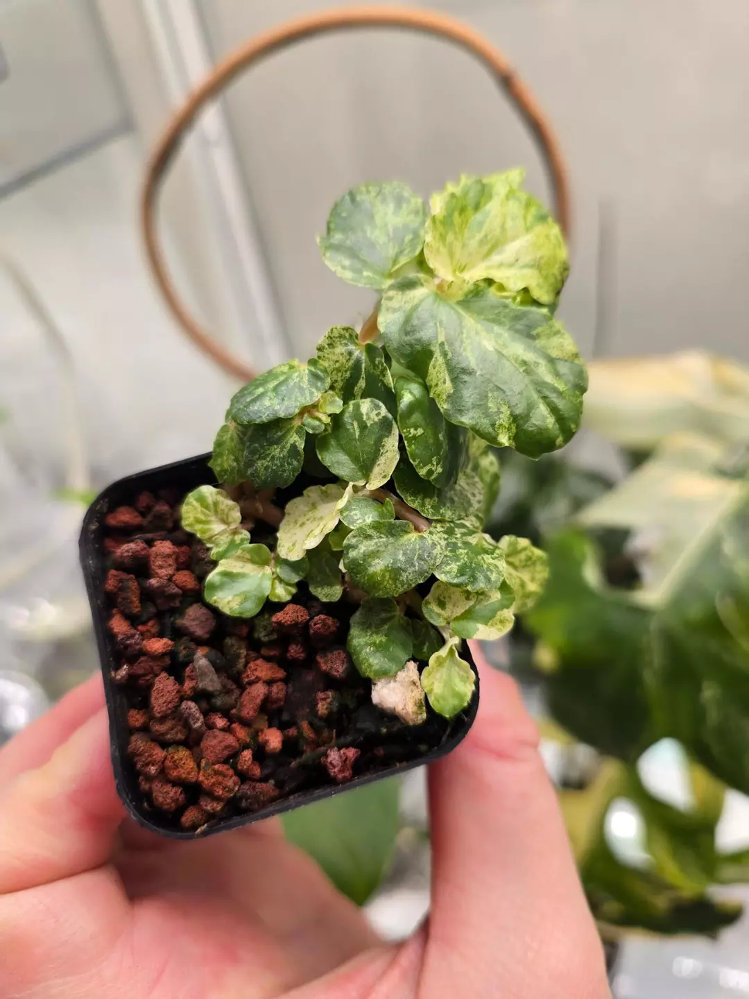 Begonia Peppermint (Pellonia Repens variegated) - 2" thumbnail