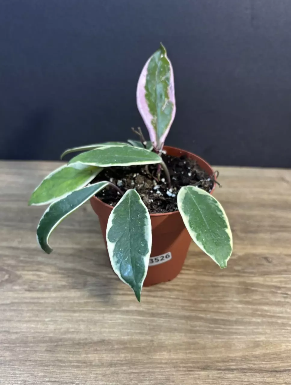 Hoya Flamingo Dream 4” 3526 thumbnail