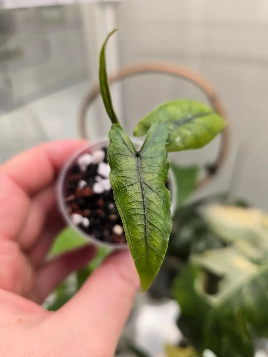 Alocasia Sabrina Narrow pup - 2" thumbnail