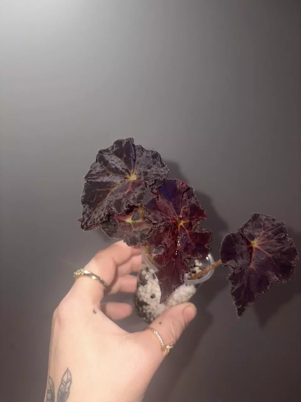 Begonia Madame O Reilly thumbnail