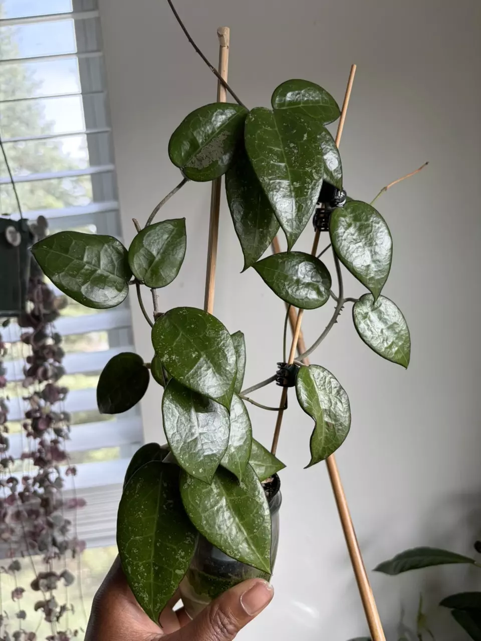 Hoya Verticillata Black Margin thumbnail