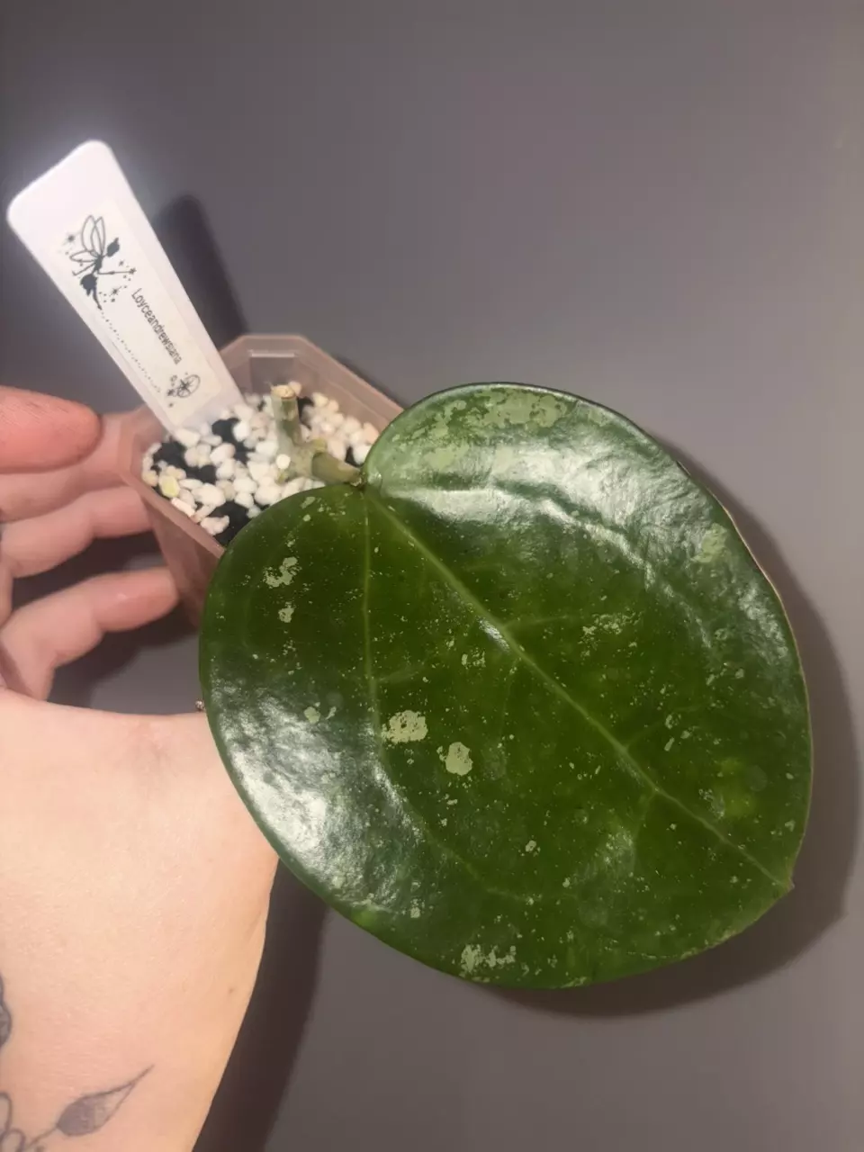 Hoya Loyceandrewsiana thumbnail