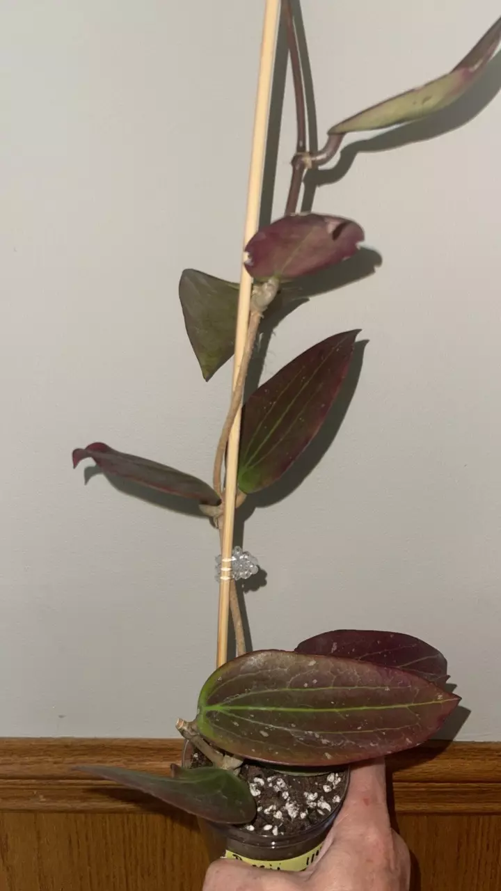 582  Hoya pottsii 😍 large plant thumbnail