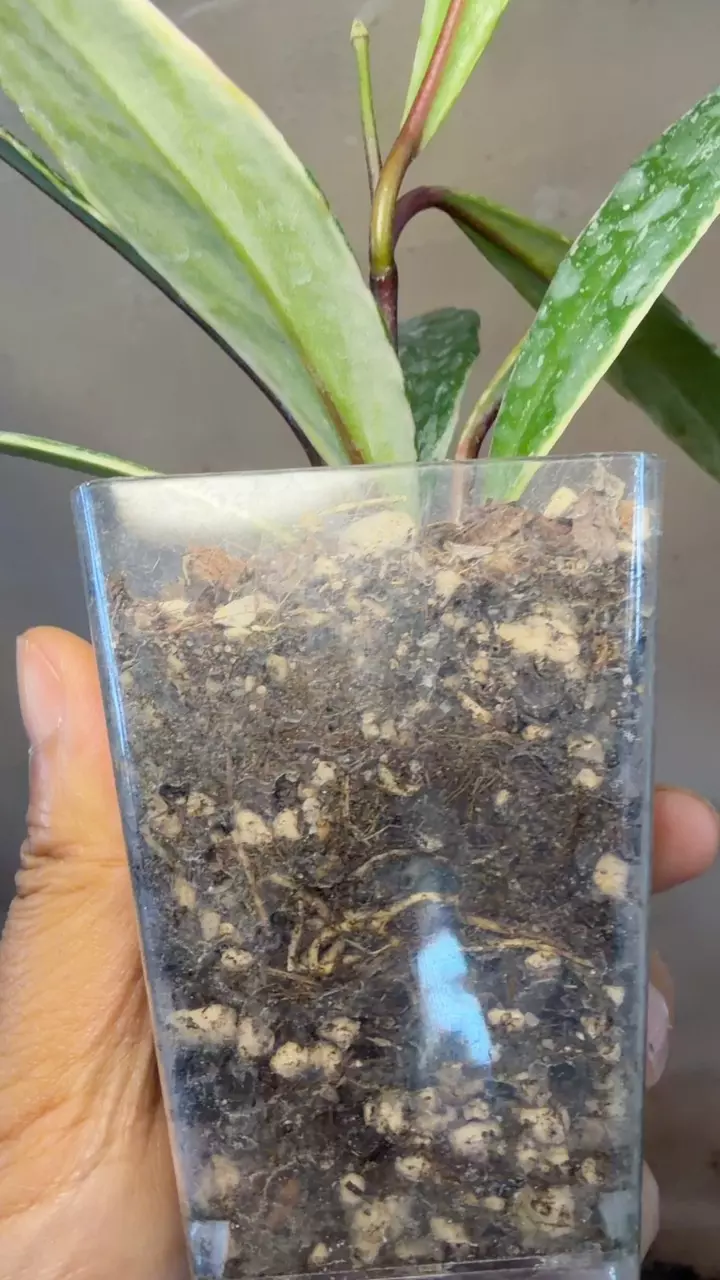 Hoya pubicalyx albomarginata splash thumbnail
