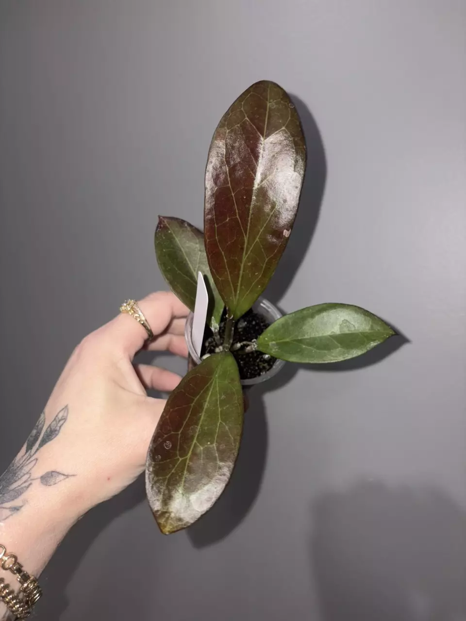 Surgeoensis X UNK thumbnail