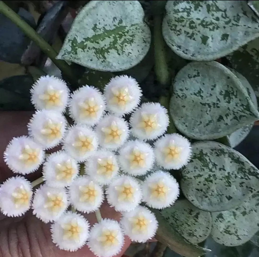 Hoya Krohiana Eskimo FLOWERING! thumbnail