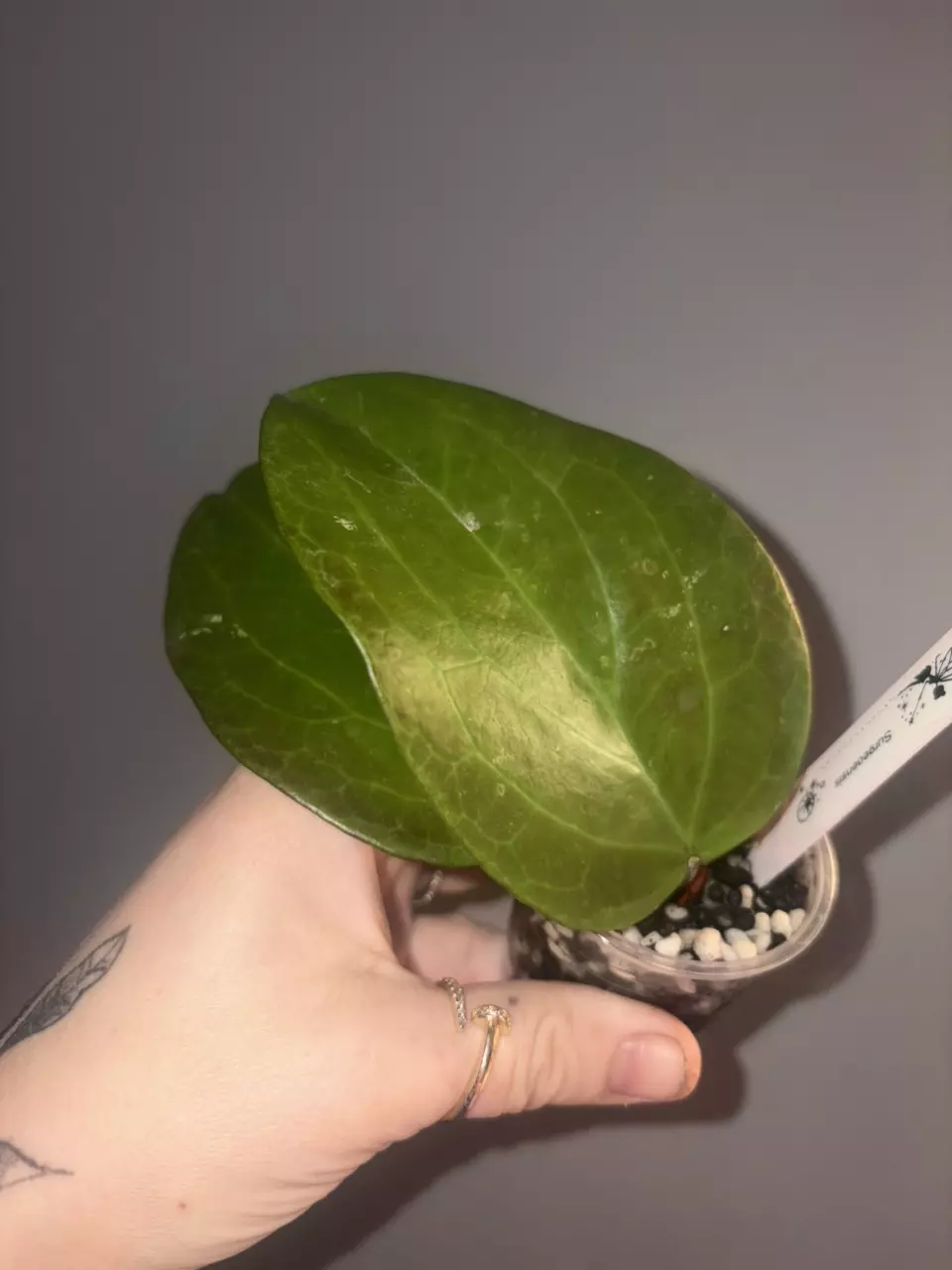 Hoya Surgeoensis thumbnail