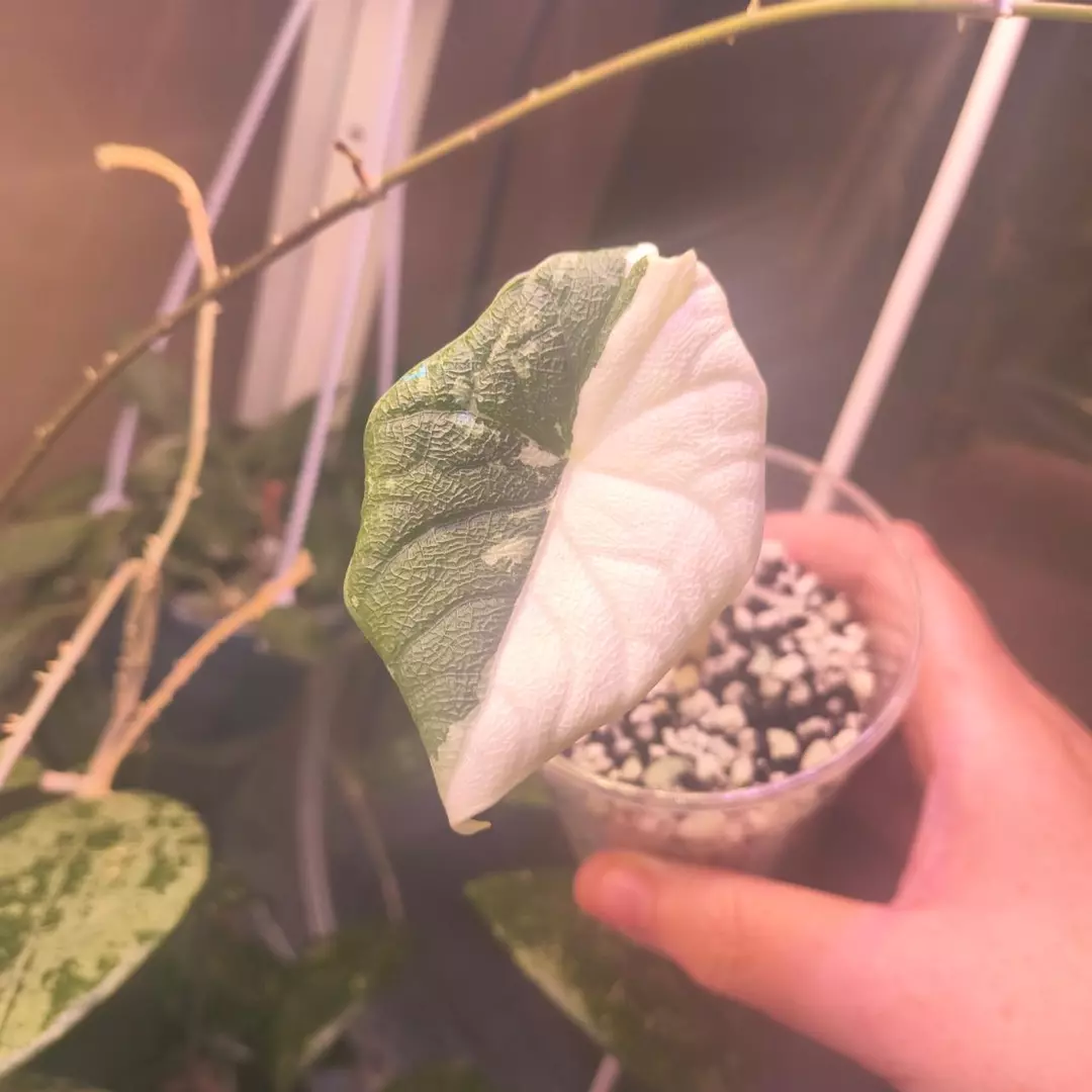 Alocasia maharani albo thumbnail