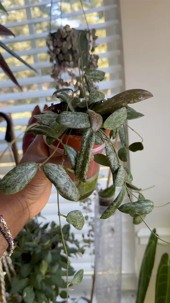 Hoya Sigillatis Silver thumbnail