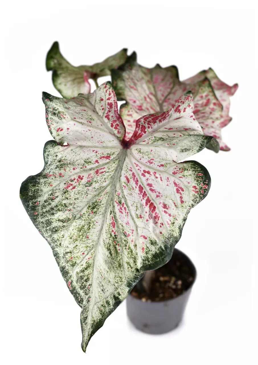 Caladium Candyland thumbnail