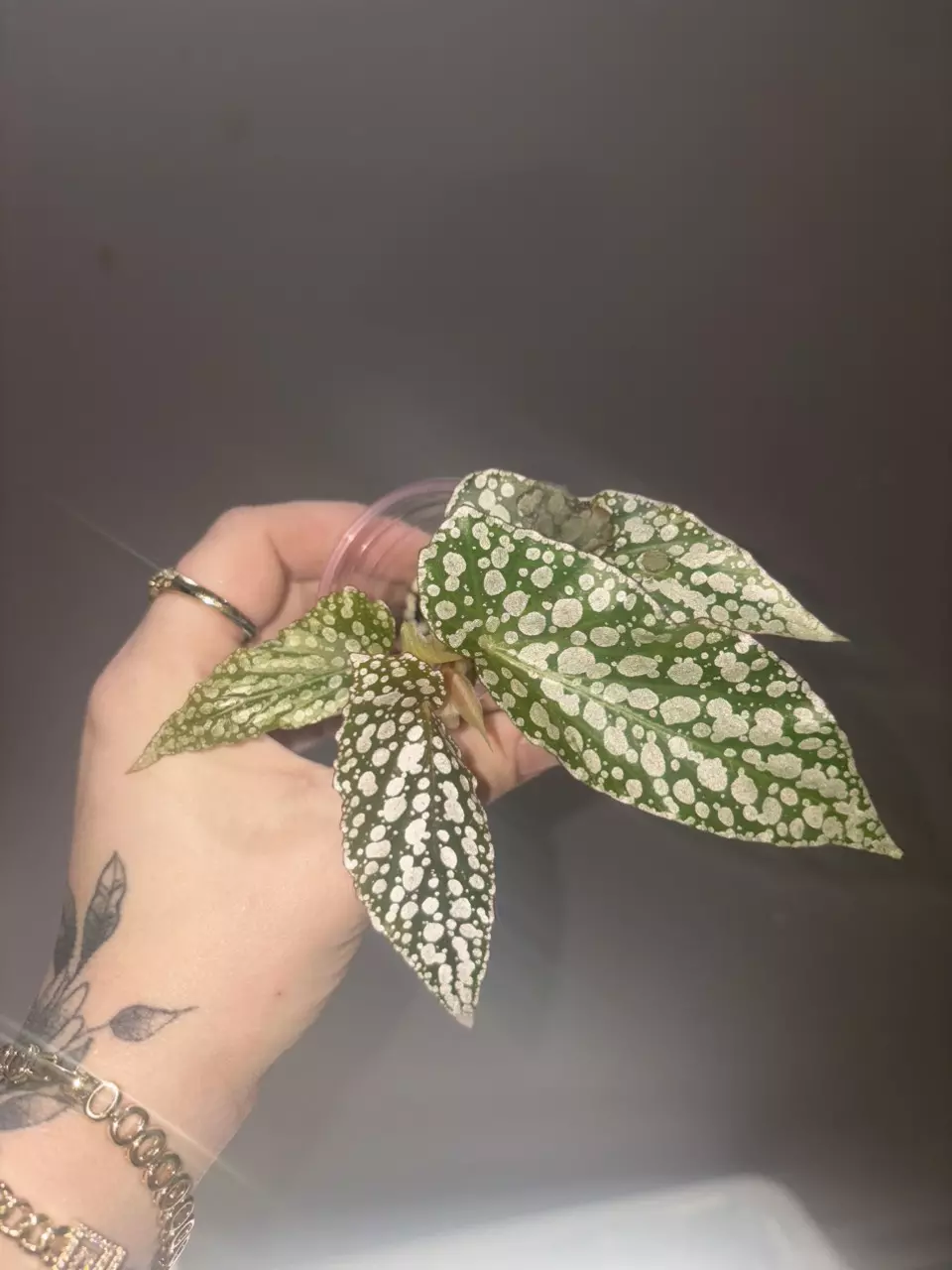 Begonia white ice thumbnail