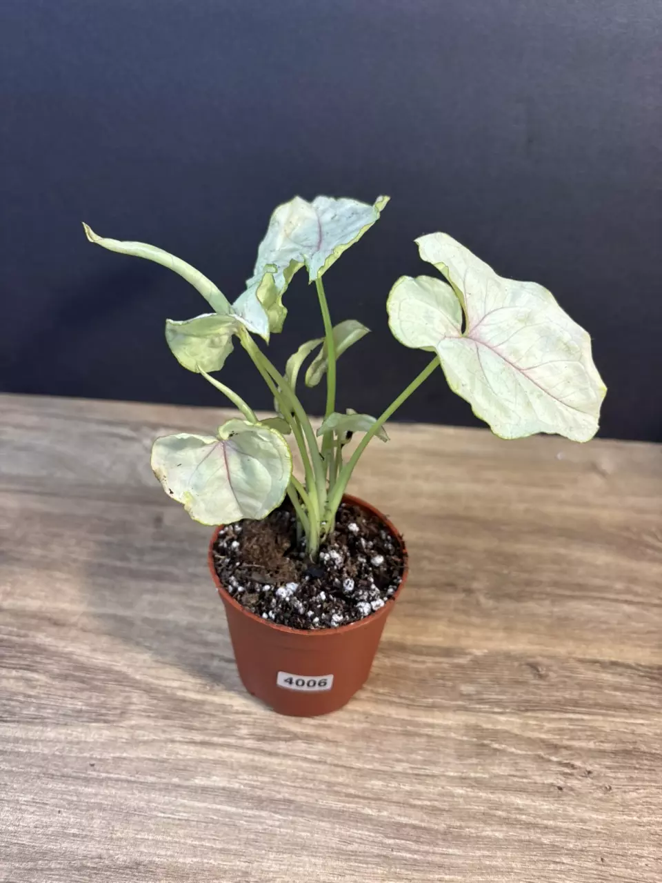 Syngonium Siam Kiwi 3” 4006 thumbnail