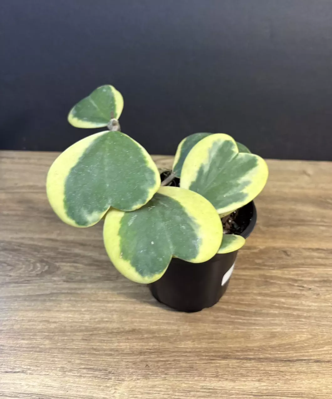 Hoya Kerrii Alboginata - Outer Variegated 4” 3832 thumbnail
