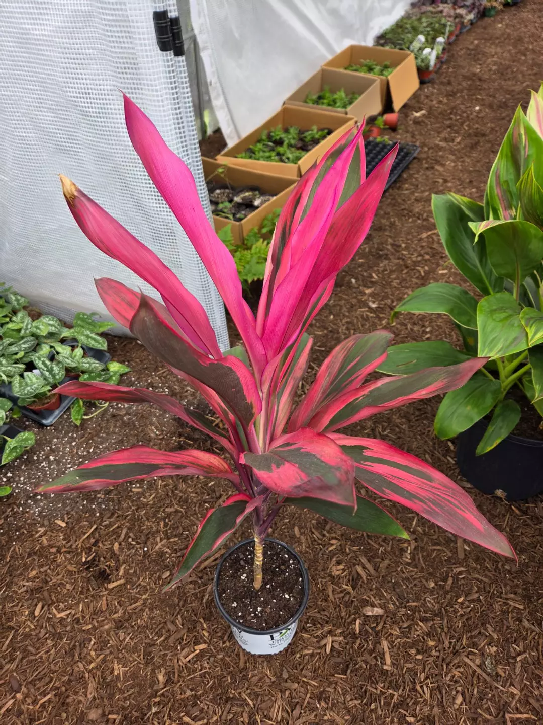 Cordyline Fruticosa Maria (PICK UP ONLY) thumbnail