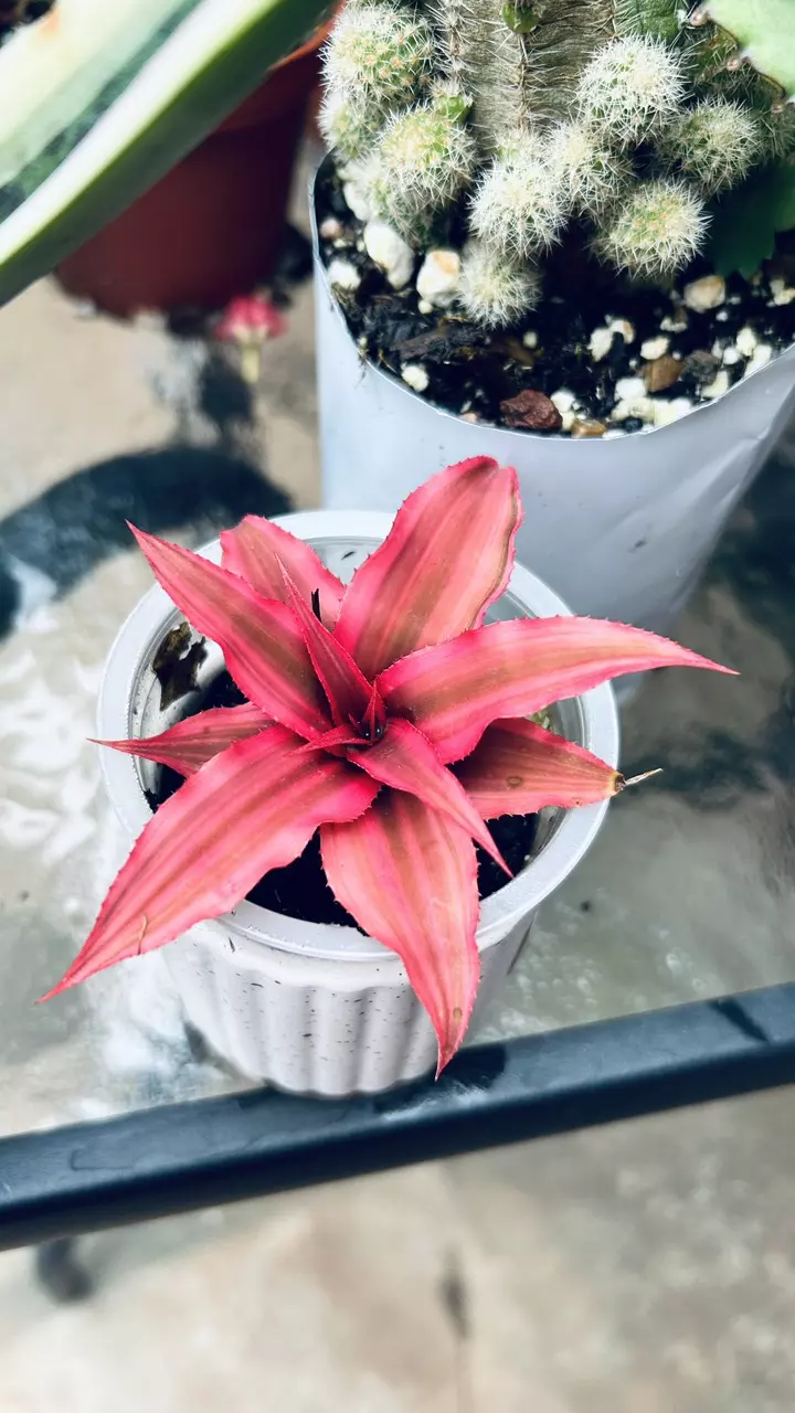Earth star ( colors change with sun exposure) thumbnail
