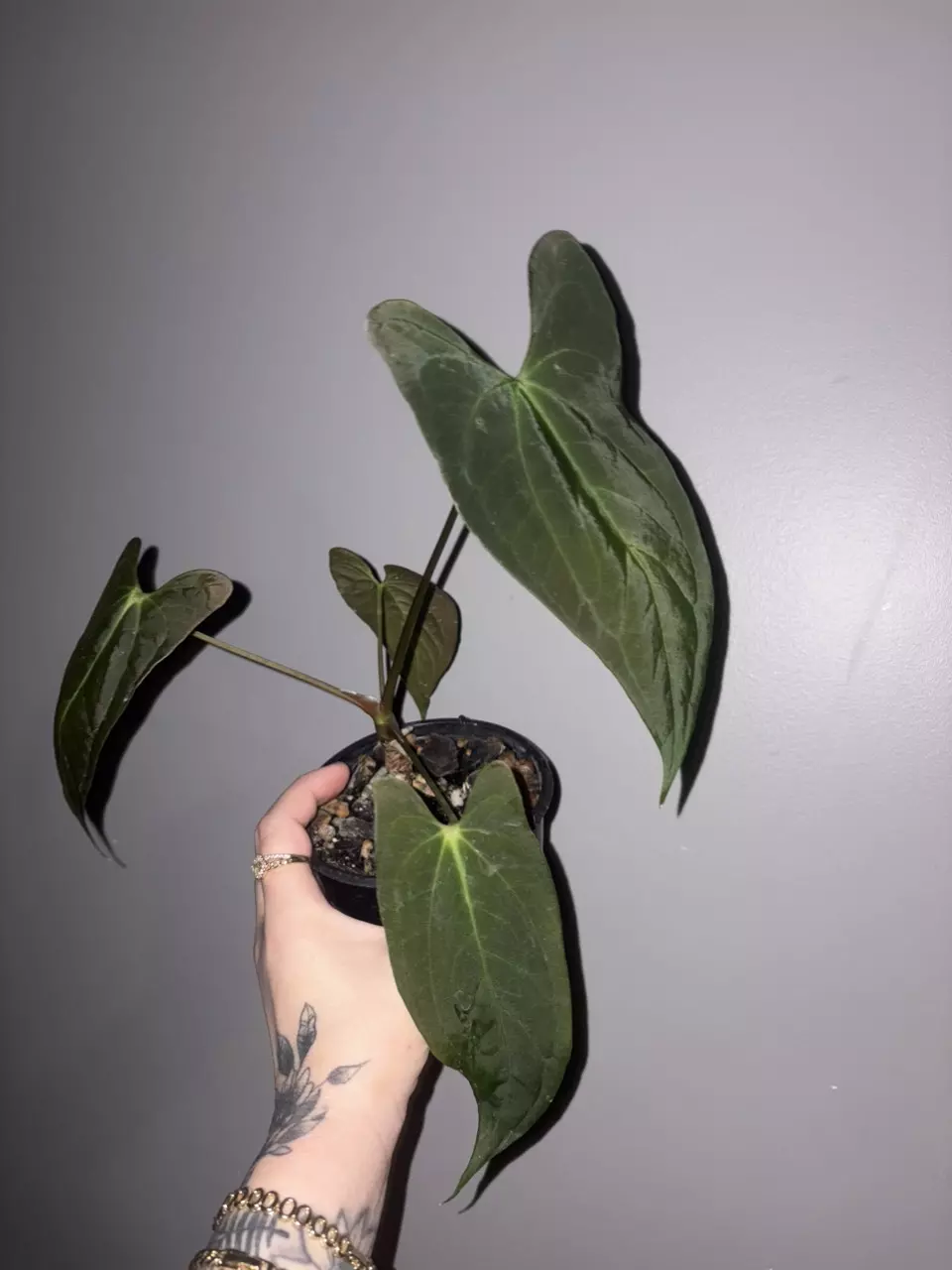 Anthurium Papillanium cross thumbnail