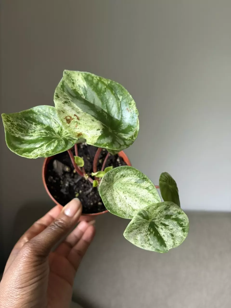 Peperomia Gold Dust thumbnail
