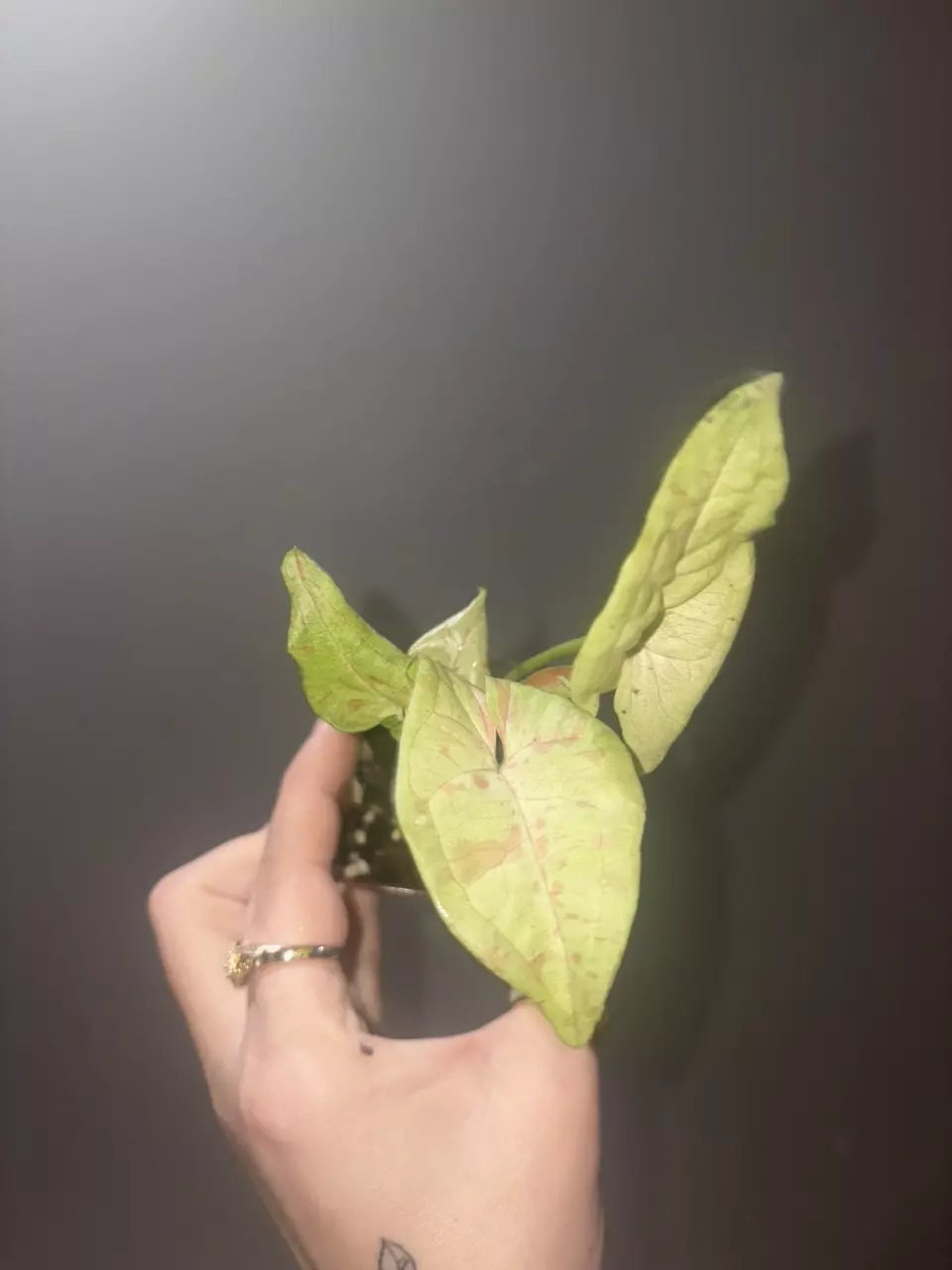 Syngonium Pink Spot/ Nebula thumbnail