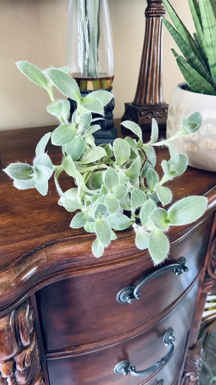 Tradescantia Pallida “ Pale Puma” thumbnail
