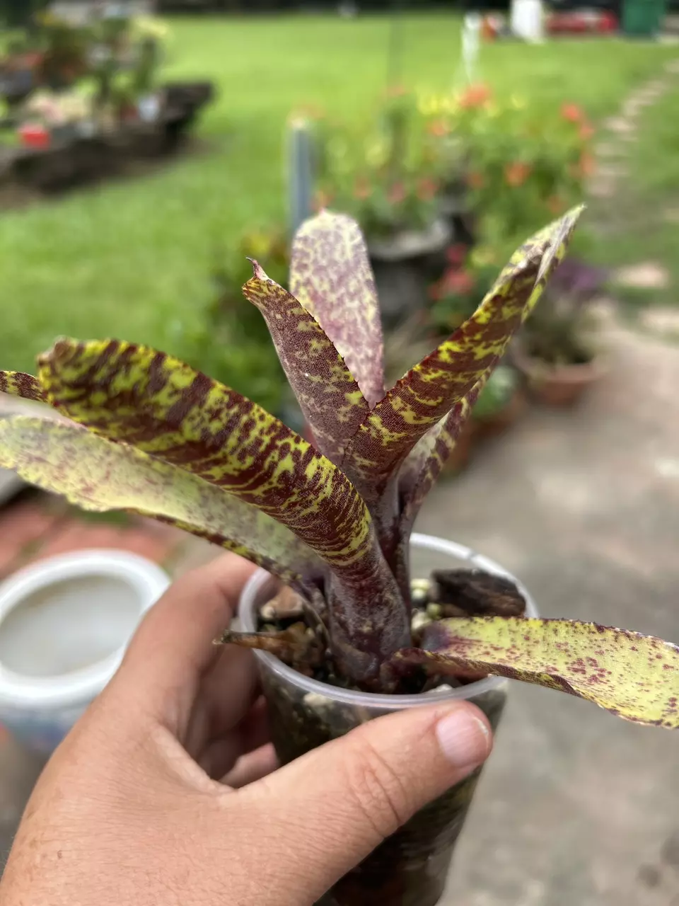 Bromeliad burgundy and neon green thumbnail