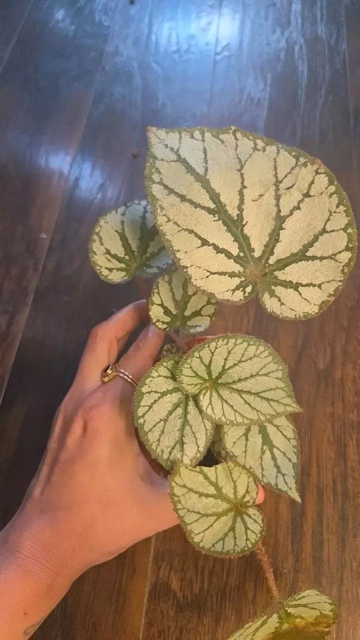 Begonia U400 thumbnail