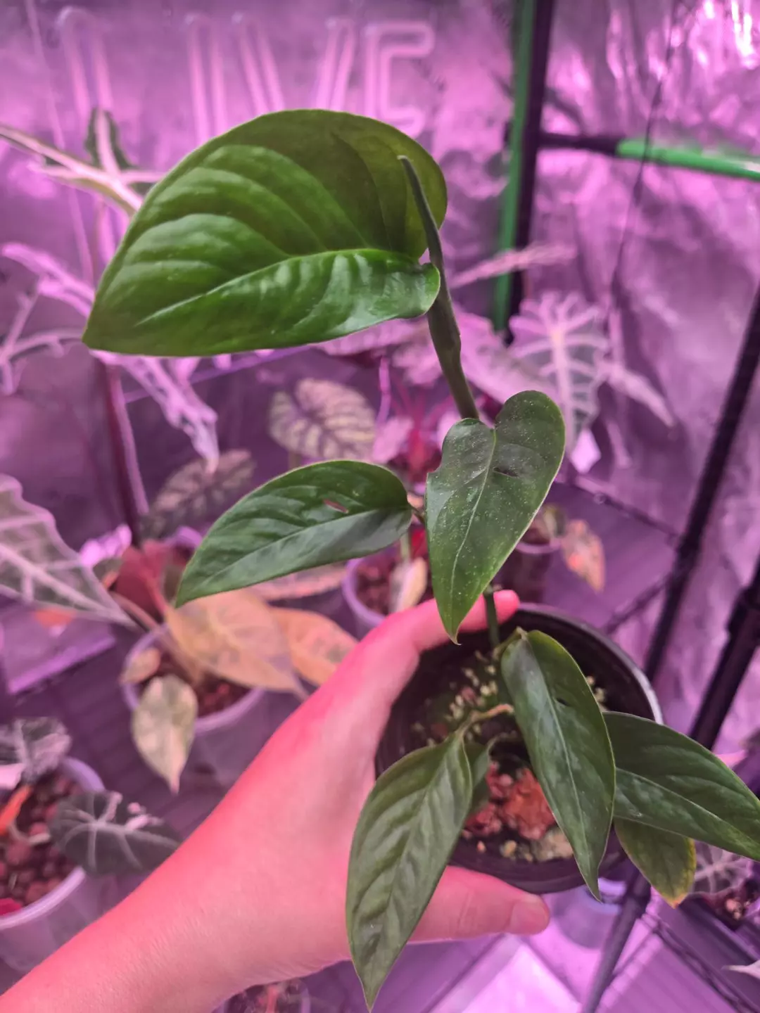 Monstera Adansonii narrow form thumbnail