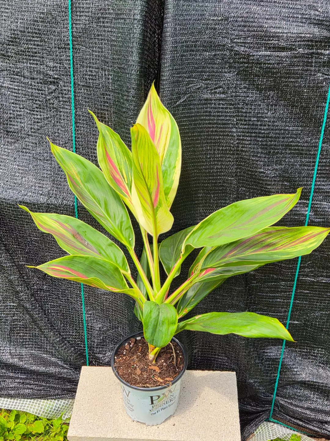 Cordyline Fruticosa Exotica (PICK UP ONLY) thumbnail