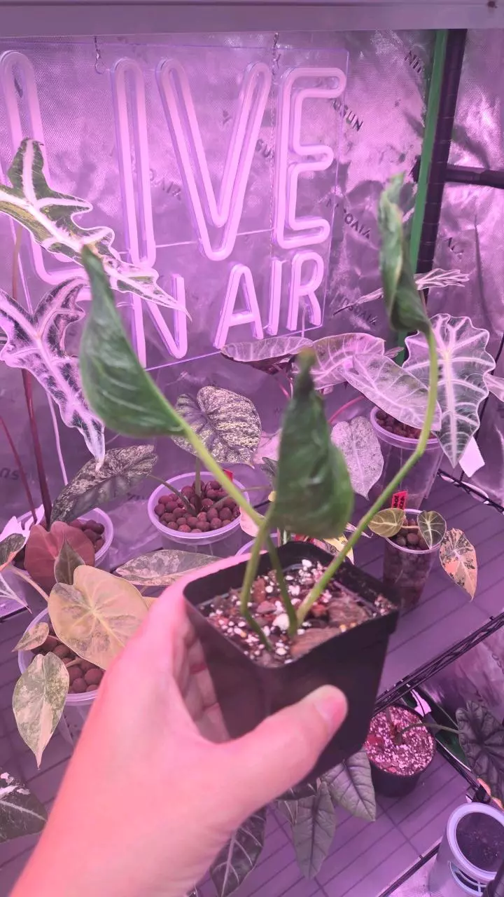 Shangri-la Pothos thumbnail