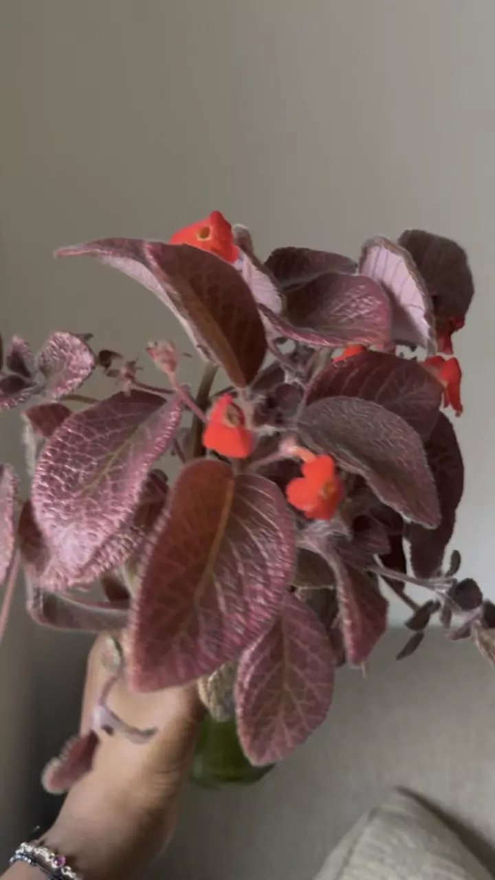 Episcia Pink Gator thumbnail