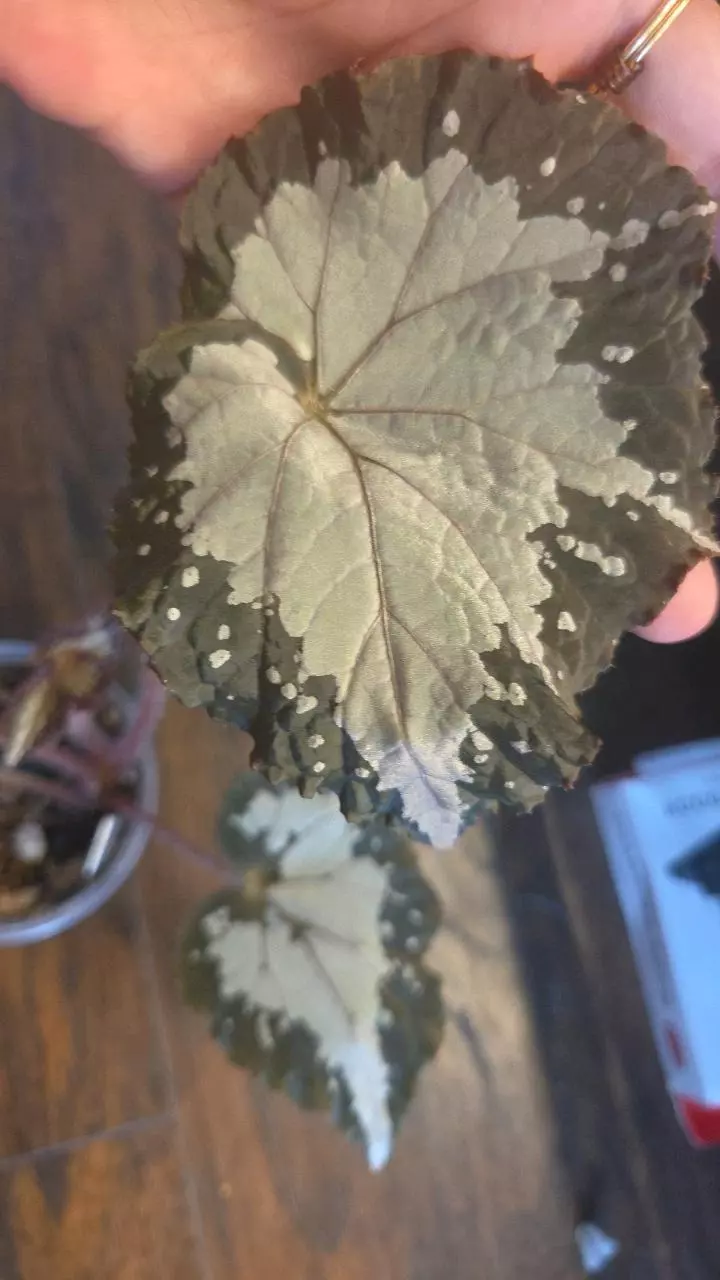 Begonia Starry Night thumbnail