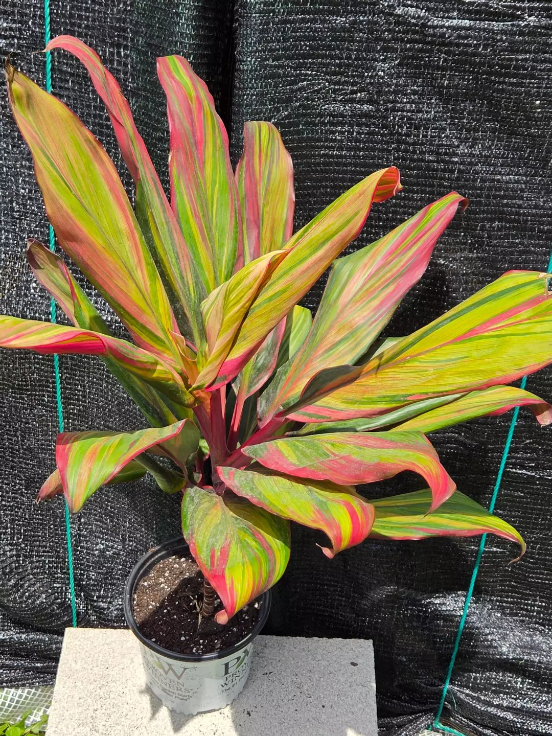 Cordyline Fruticosa Harlequin (PICK UP ONLY) thumbnail