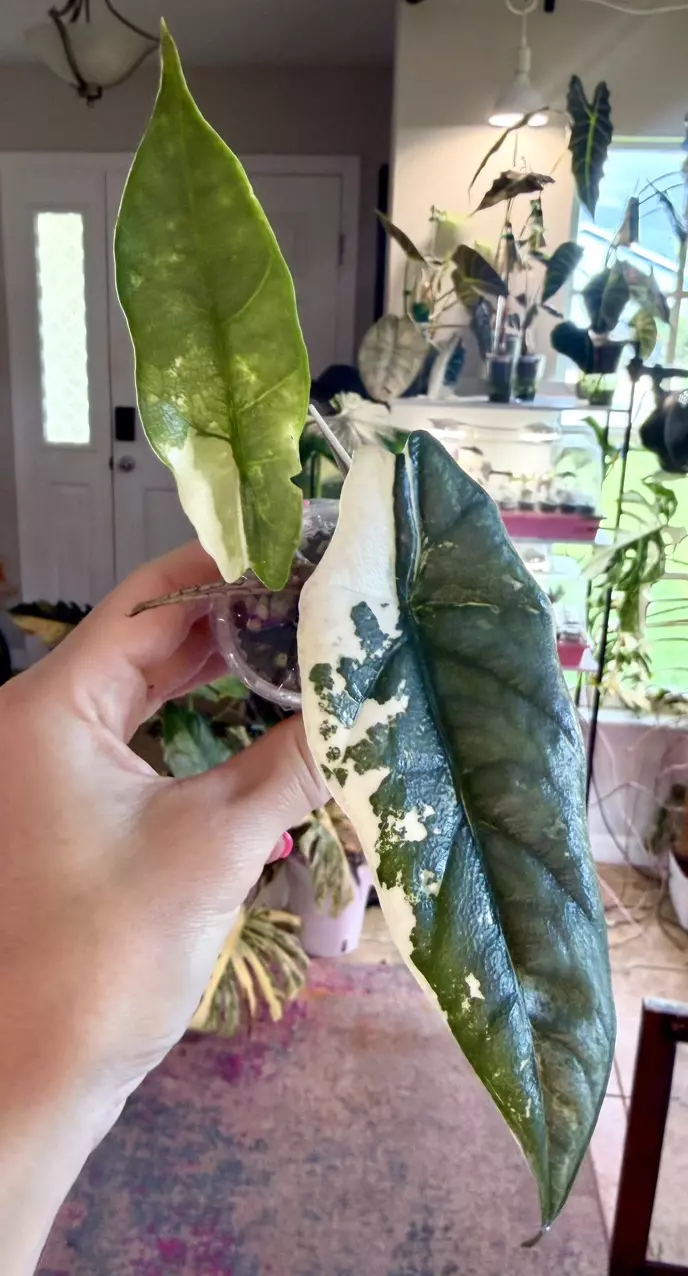 Albo metallic Blue Alocasia thumbnail