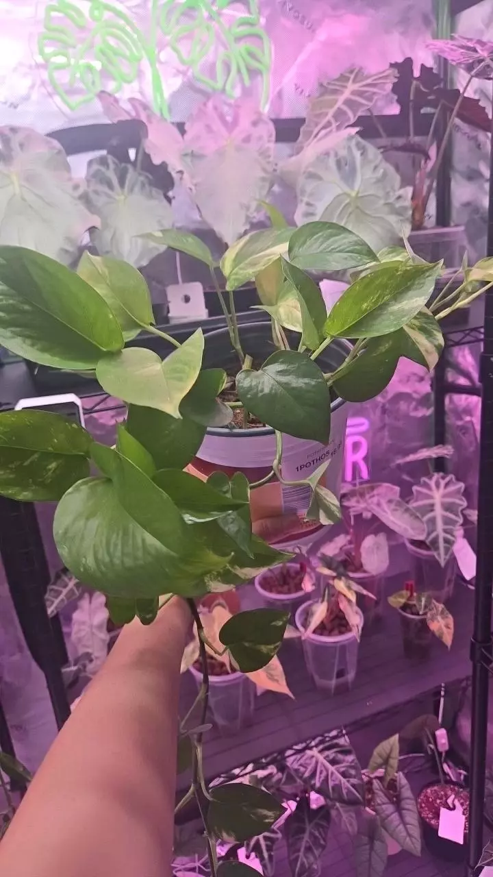 XL Golden Pothos thumbnail