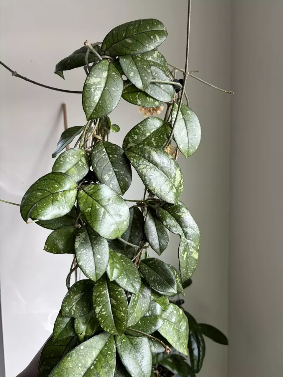 Hoya Crassipetiolata Splash thumbnail