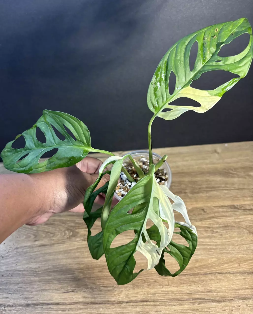 Monstera Adansonii Variegated 3.5” 3730 thumbnail
