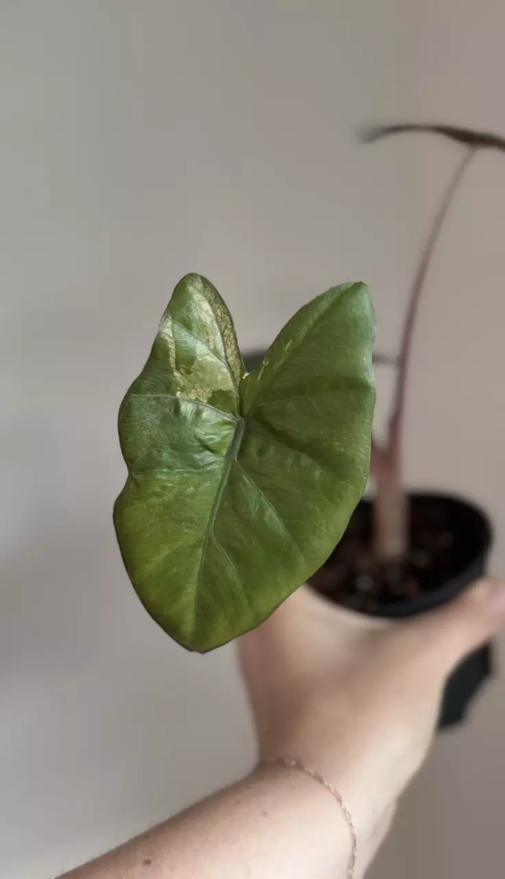 Alocasia Pink Yucatán Low color/revert thumbnail