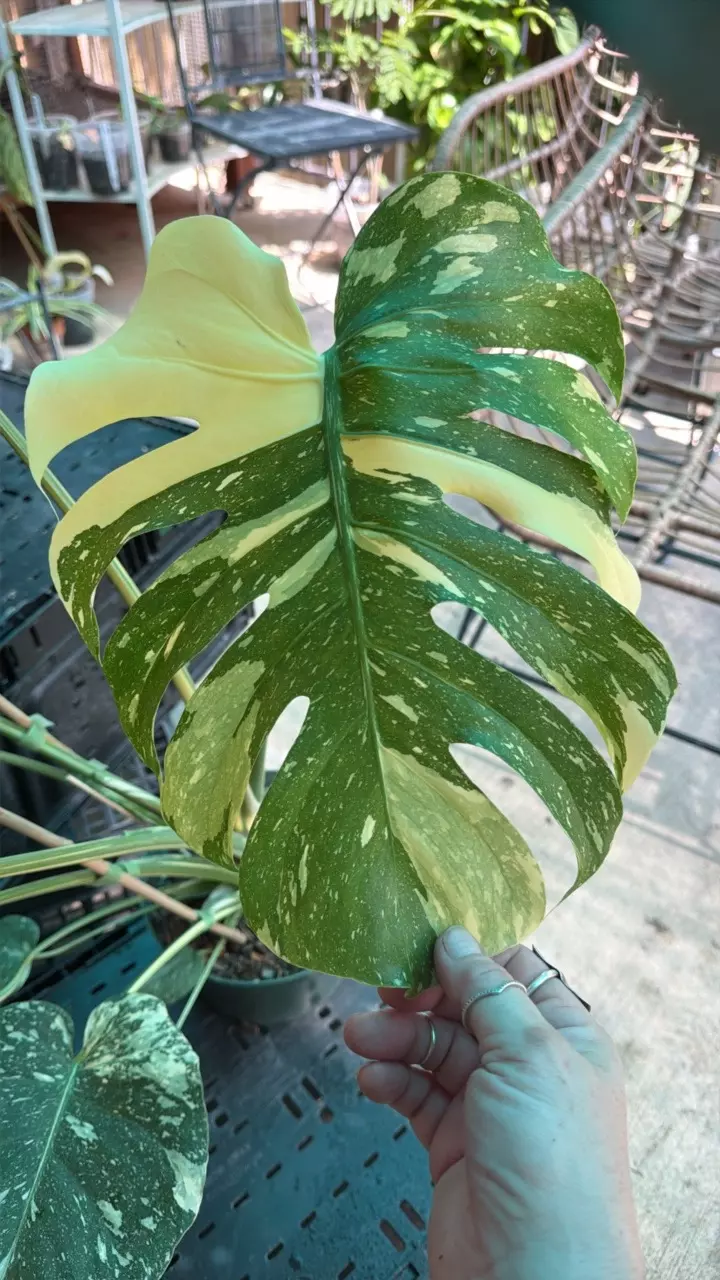 Monstera Thai Constellation BIGGG thumbnail
