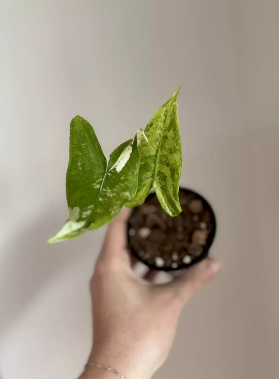Alocasia Tigrina Albo thumbnail