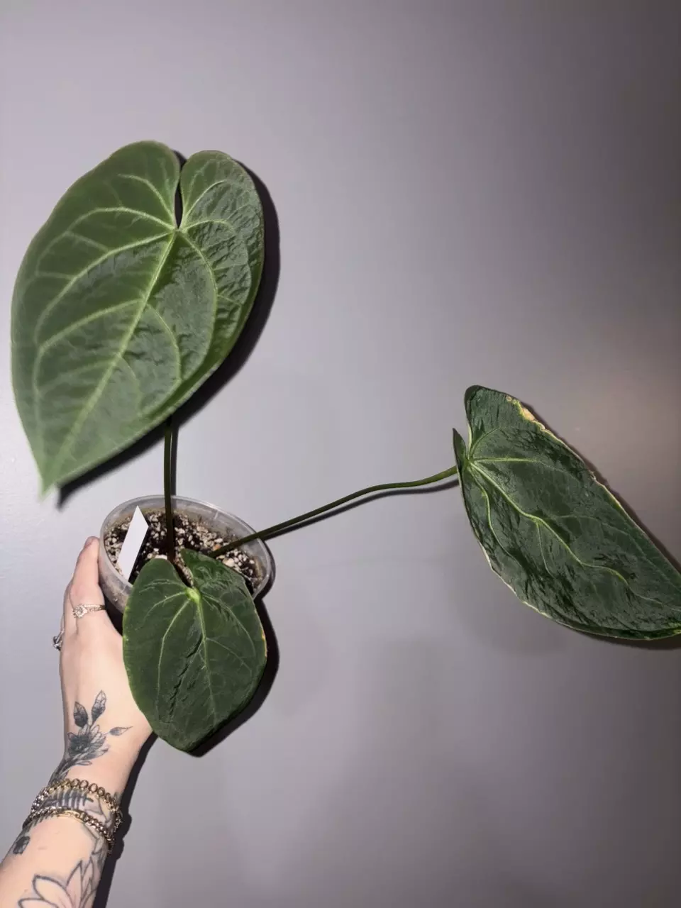 Anthurium Bessea aff. thumbnail