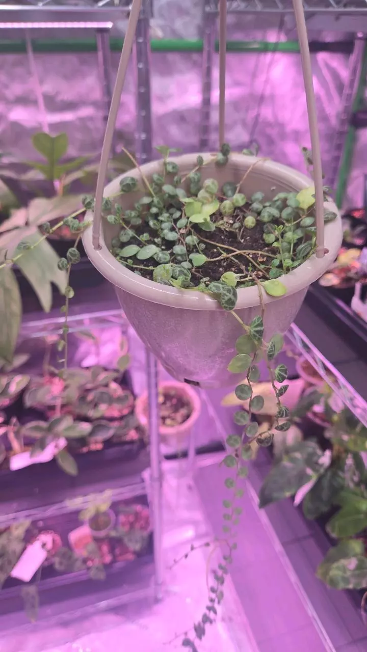 String of Turtles thumbnail