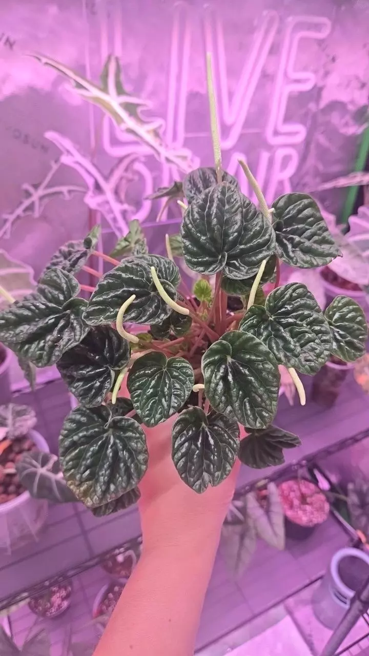 Pepperomia thumbnail