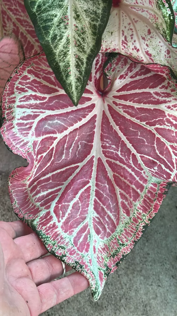 Caladium Pepperminf -JUNK IN HER TRUNK! thumbnail