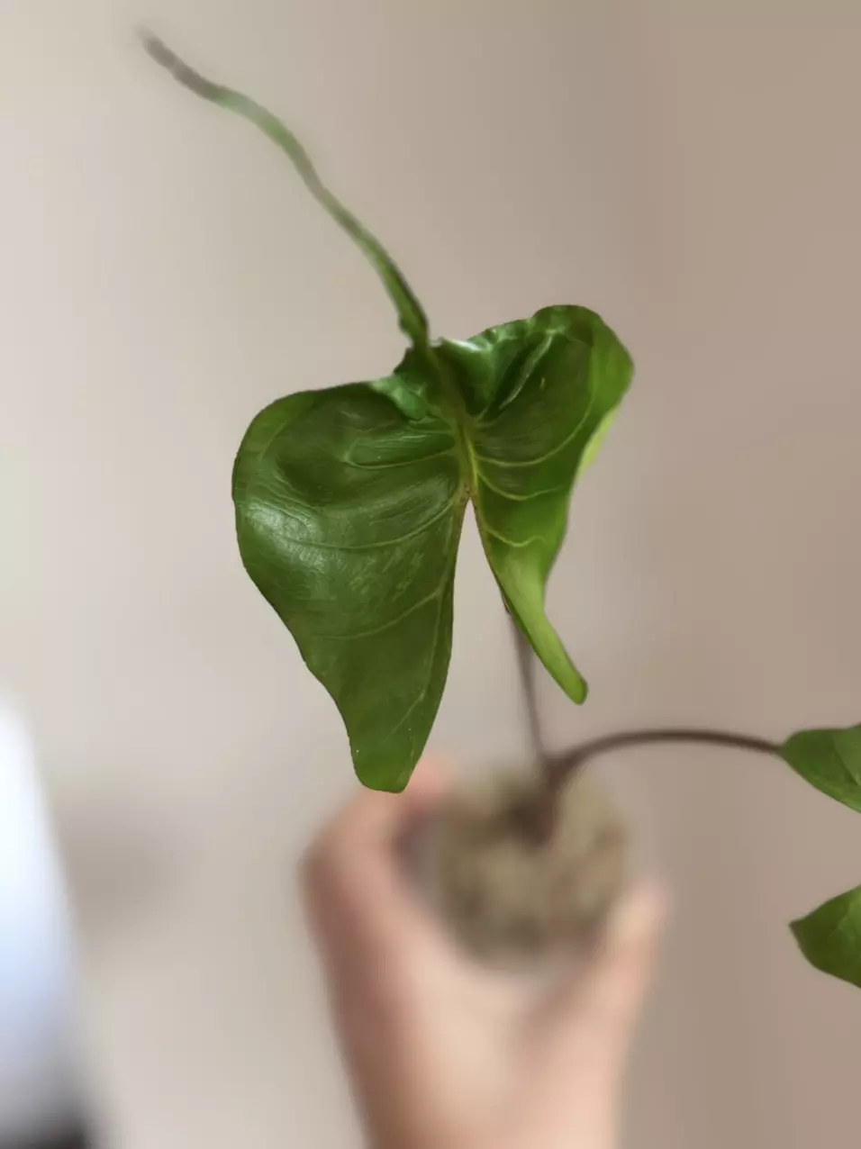 Alocasia Low color/revert Aurea Stingray thumbnail