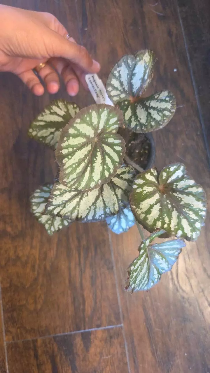 Begonia Steve Leaves Fang thumbnail
