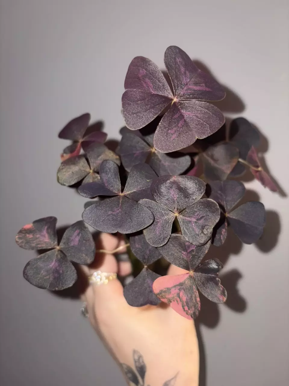Oxalis Variegated thumbnail